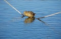 A sleeping duck Royalty Free Stock Photo